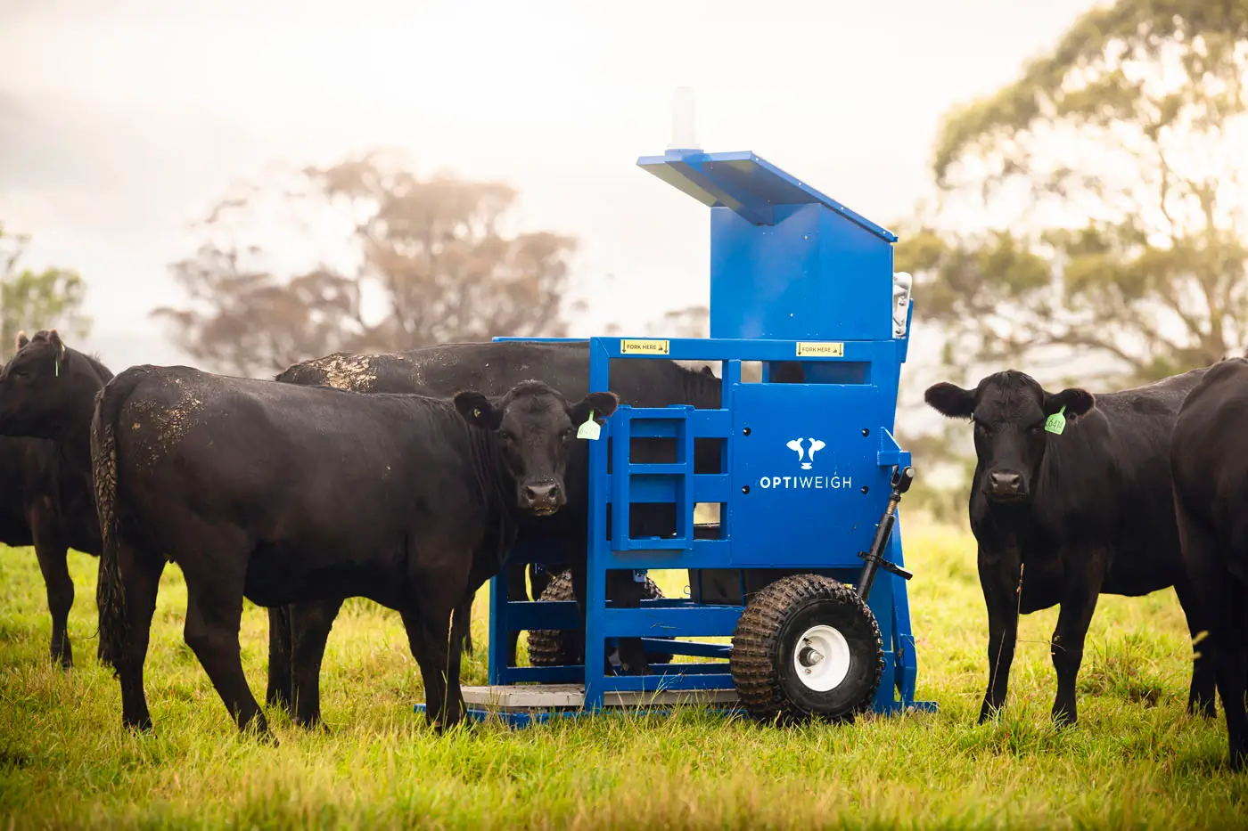 Optiweigh-Australia-livestock-systems